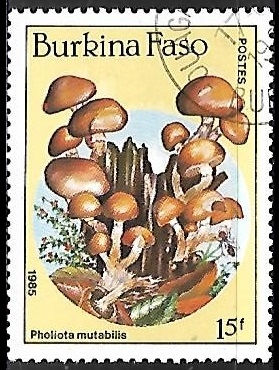 Setas - Pholiota mutabilis