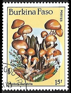 Setas - Pholiota mutabilis