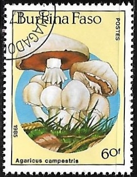 Setas - Agaricus campestris