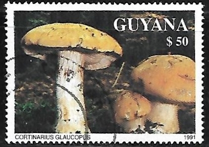 Setas - Cortinarius Glaucopus