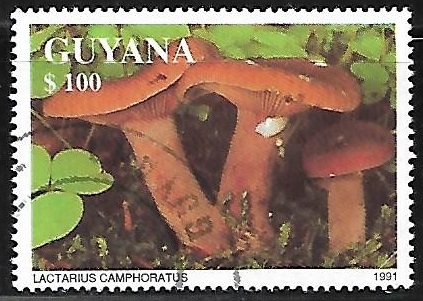 Setas - Lactarius Camphoratus