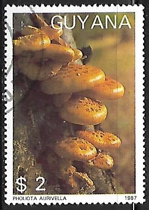 Setas - Pholiota aurivella