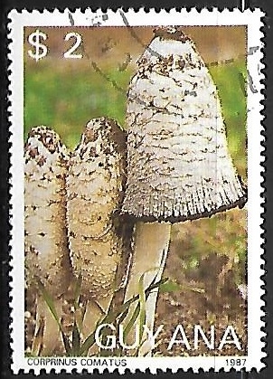 Setas - Coprinus comatus