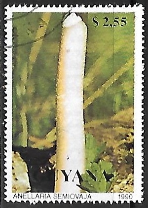 Setas -Anellaria semiovaja