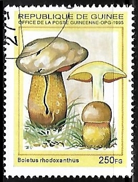 Setas - Boletus rhodoxanthus