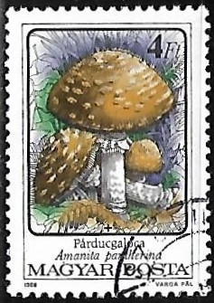 Setas - Amanita pantherina