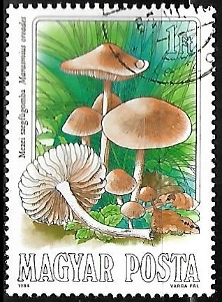 Setas - Marasmius oreades