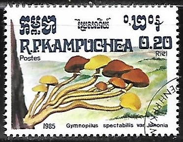 Setas - Gymnopilus spectabilis var. Junonina