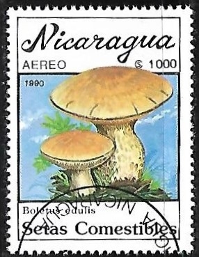 Setas - Boletus edulis