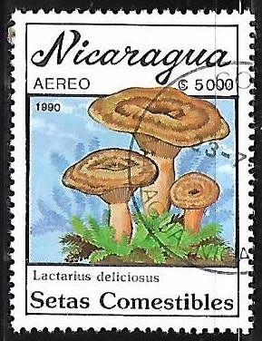 Setas - Lactarius deliciosus