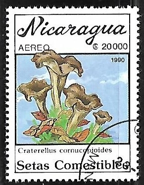 Setas - Craterellus cornucopioides