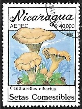 Setas - Cantharellus cibarius
