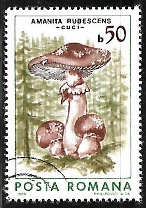 Setas - Amanita rubescens