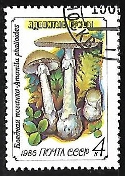 Setas - Amanita phalloides