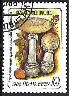 Setas - Amanita pantherina