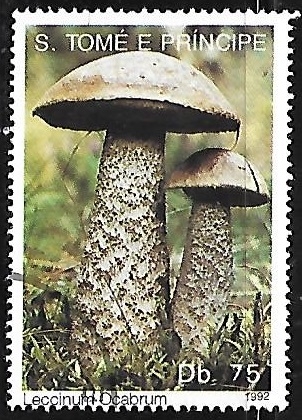 Setas - Leccinum ocabrum