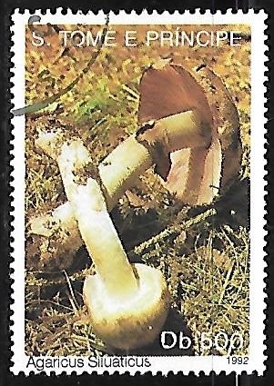 Setas - Agaricus Siluaticus