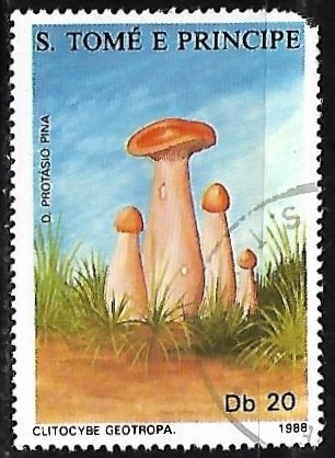 Setas - Clitocybe geotropa