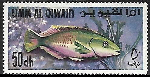 Peces - Parrotfish (Scarus sp.)