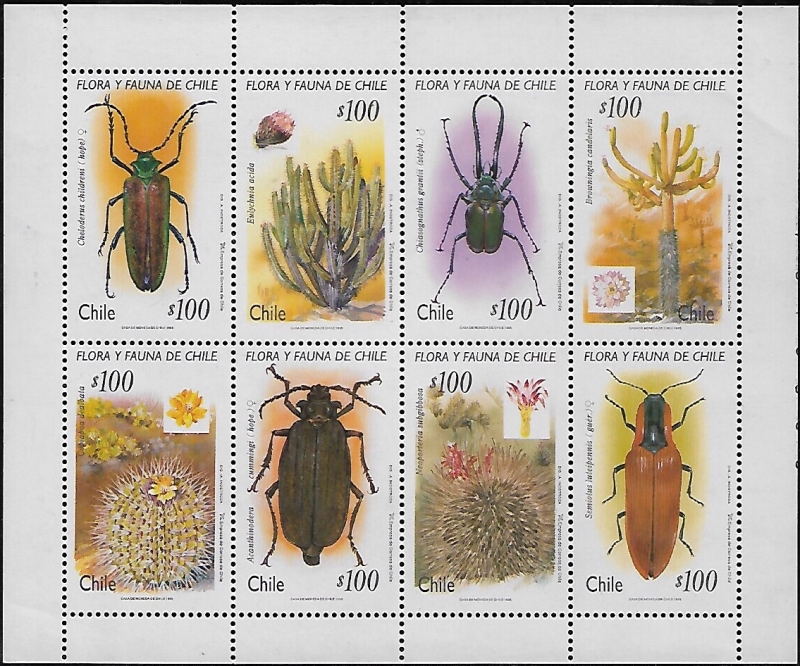 Insectos y cactáceas