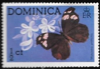 mariposas