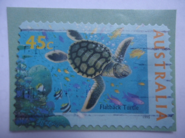 Flatback Turtle -Tortuga de Espalda Plana Australiana- (Chelonia Depressa)-Serie:Vida Marina.