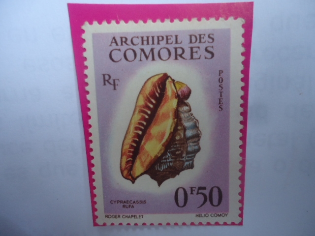 Cypraecassis rufa - Archipel des Comores-(Comores,Comoraso, o camoras-Archipiélago en África orienta