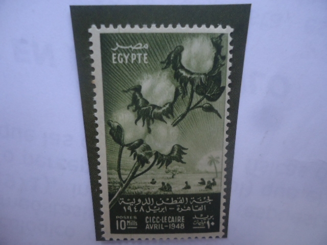 CICC-Le Caire, Avril-1946 - Congreso Internacional de Algodón - Cembrado y Recolectores de Algodón
