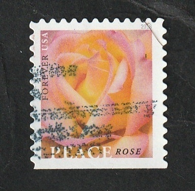 5100 - Rosas