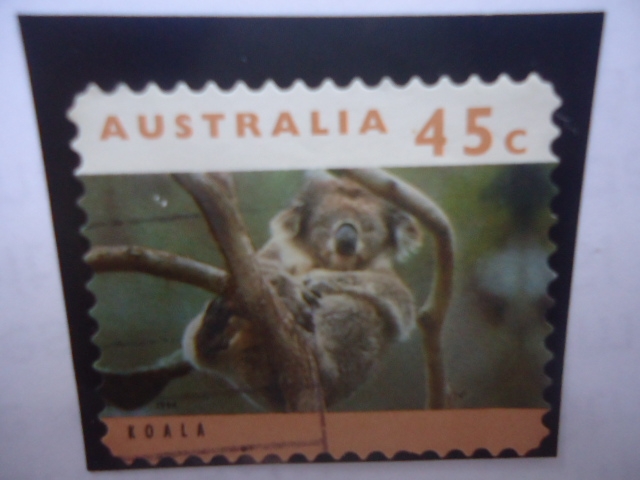 Koala (Phascolarctos cinereus) - Serie:Canguros y Kaolas.