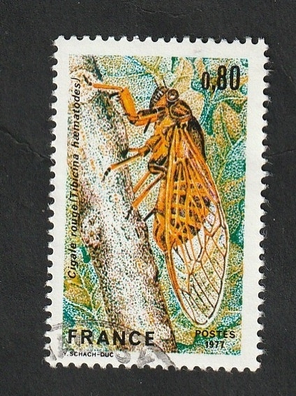 1946 - Cigarra roja, Tibicina haematodes