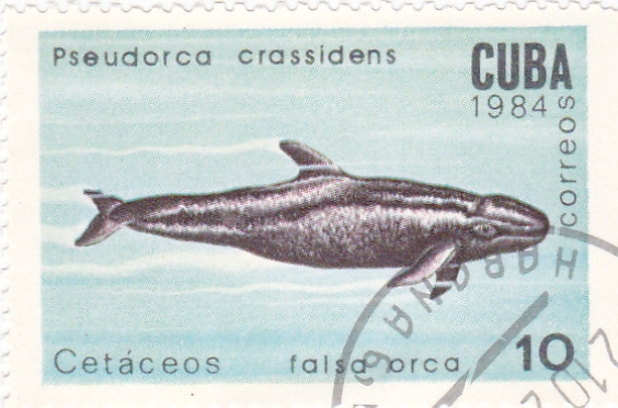 falsa orca 