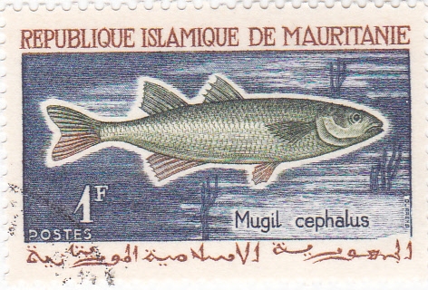 PEZ- mugil cephalus