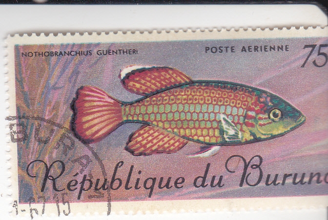 pez nothobranchius guentheri
