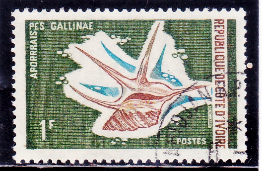 caracola aporrhais pes gallinae