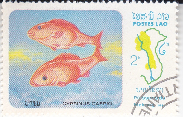 PEZ- cyprinus carpio 