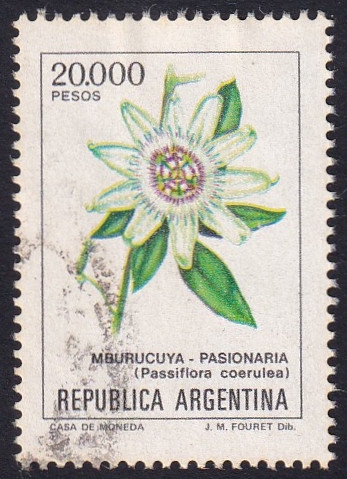 Passiflora