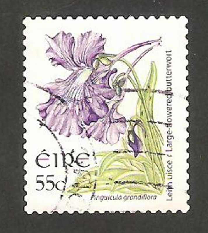 1753 - Flor, Pinguicula Grandiflora