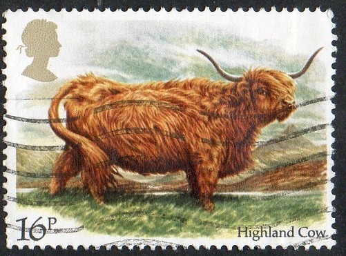 1117 - Vaca de Highlands