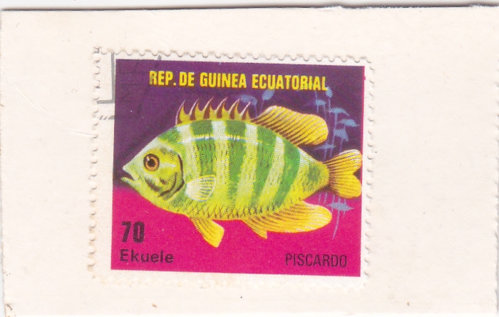 pez tropical- piscardo