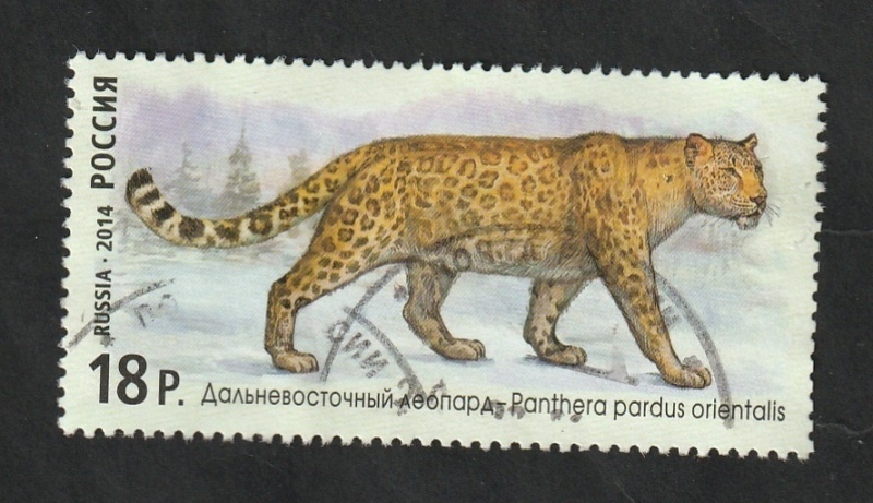7541 - Pantera pardus orientalis