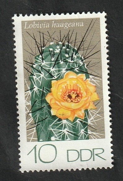 1603 - Cactus, Lobivia haageana