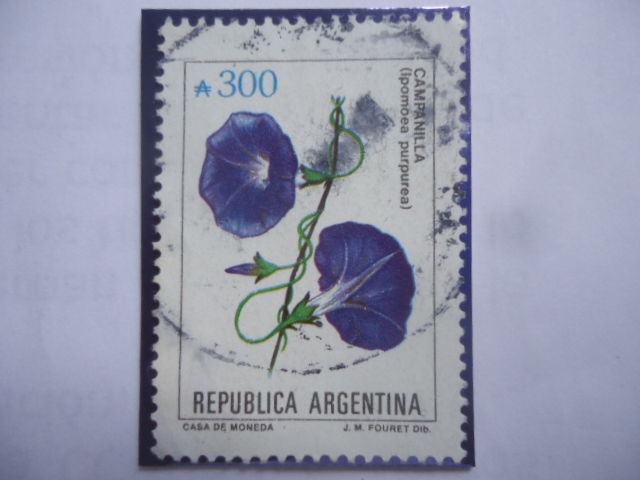 Campanilla (Ipomoea purpurea) - Trepadora- ornamental.