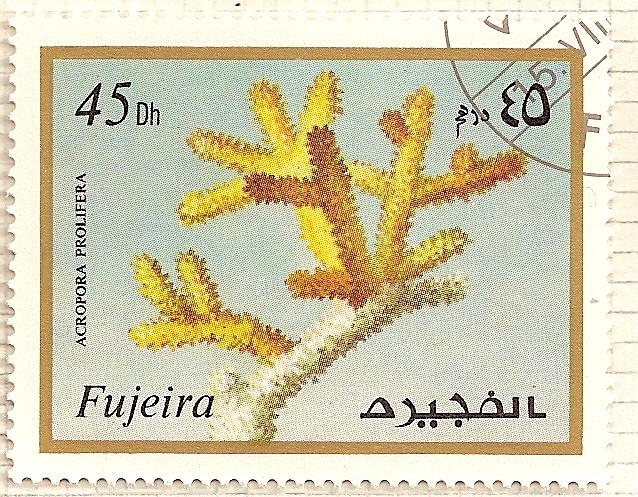 Fujeira. Criaturas marinas. Acropora Prolifera.