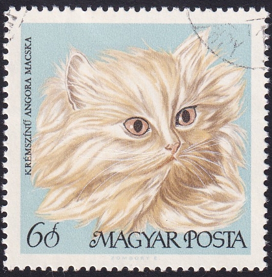 gato persa color crema
