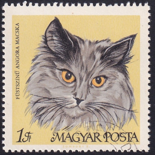 gato persa color gris
