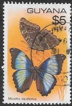 mariposas