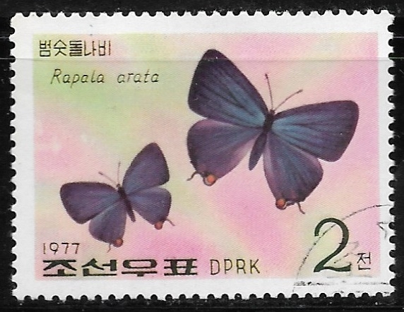 Mariposas - Rapala arata
