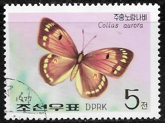 Mariposas - Colias aurora