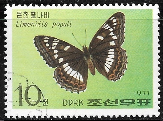 Mariposas - Limenitis populi